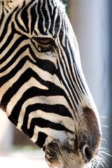 Closeup for a zebra face in a zoo