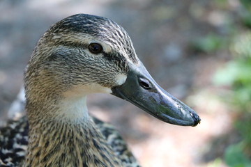Mallard duck female