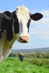 Fotobehang Koe Britse Friese koe tegen blauwe lucht die graast op een landbouwgrond in East Devon, Engeland