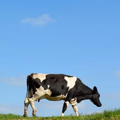 Tableaux ronds sur aluminium brossé Vache British Friesian cow against blue sky grazing on a farmland in East Devon, England