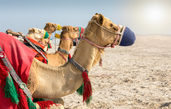 Kamele in der Wüste von Katar bei Doha