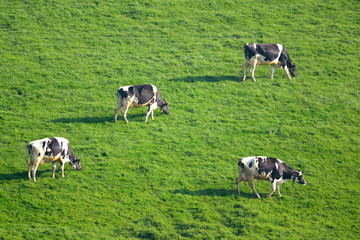 Herd of British Friesian cows grazing on a farmland in East Devon, England