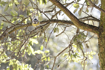 Eurasian blue tit (Cyanistes caeruleus) perched on a branch of a tree