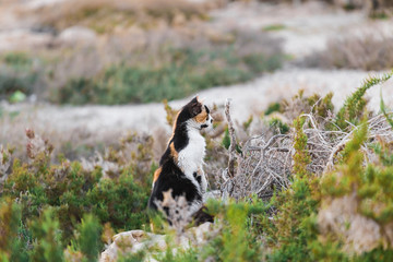 The cat looks out for prey. Hunting