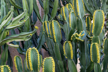 Cactus (Euphorbia canariensis) on the Canary Island of Gran Canaria © kelifamily