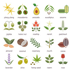 Set of herbs and plants color flat icons used in cosmetics and natural medicine. Vector illustration