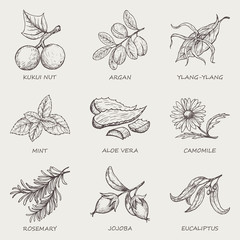 Set of herbs and plants hand drawn icons that are used in cosmetics and natural medicine. Vector illustration