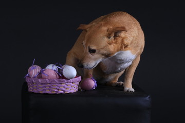 Kleiner Mischling mit Ostereiern (Studio)