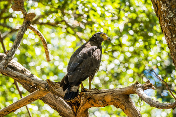Crested serpent eagle (Spilornis cheela) perched on big tree branch. Uda Walawe national park, Sri Lanka.