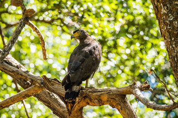 Crested serpent eagle (Spilornis cheela) perched on big tree branch. Uda Walawe national park, Sri Lanka.