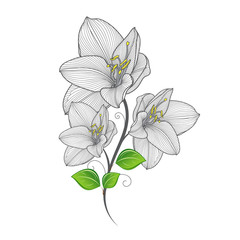 Beautiful hand-drawing floral background with green leaves and flowers amaryllis