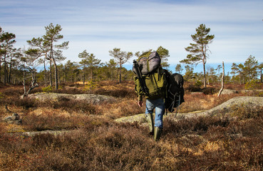 Adult man, strong male photographer carrying heavy backpacks, walking into the Norwegian forest for...