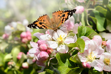 Schmetterling 228 © K.-U. Häßler