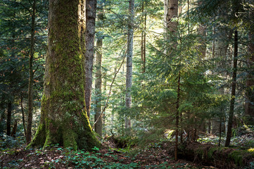 Old beautiful fir forest. fir virgin forest. piece of virgin fir forests