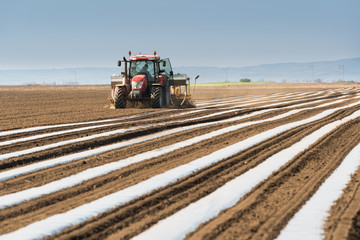 Preparation for cucumber planting at field - putting nylon foil in rows so plant can sprout easier