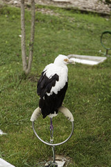 Eagle falconry exhibition