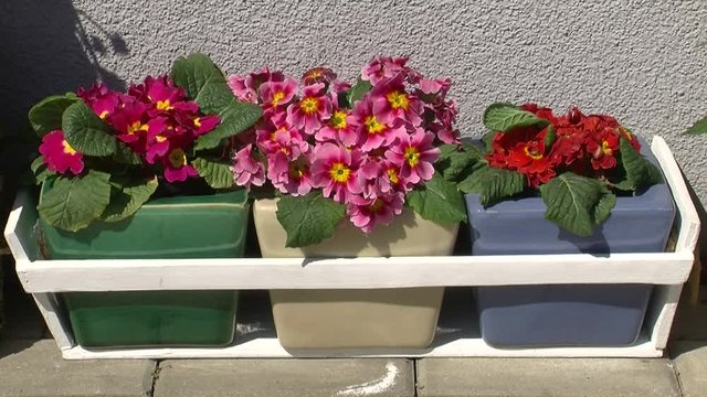 Drei verschieden f&auml;rbige Primeln in drei verschieden f&auml;rbigen Blument&ouml;pfen