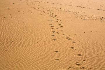 Animal footprints in the sand