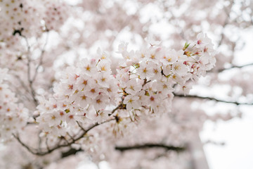 Soft focus Cherry Blossom or Sakura flower on nature background
