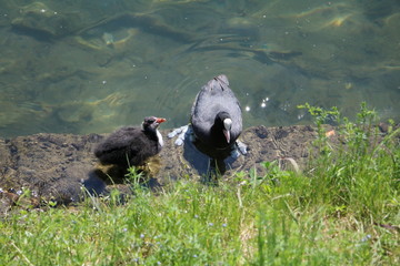 Fulica atra feeds his chick on the banks of river Ticino, Sesto Calende Italy 
