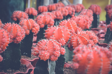 small red cactus background