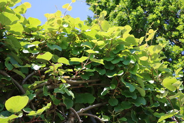 Kiwi flowers in spring, Italy