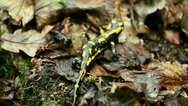 Ein Feuersalamander l&auml;uft durch den Wald