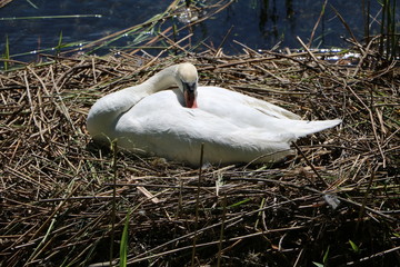 White Swan brooding on nest, spring