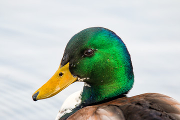 Stockente Erpel Portrait