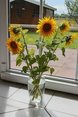 Fototapeta na wymiar Sonnenblumenstrauß