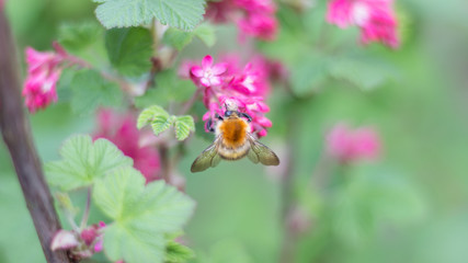 Fleißige kleine Honigbiene sammelt Pollen und Nektar an wunderschönen Frühlingsblüten