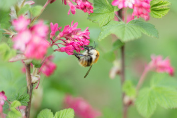 Fleißige kleine Honigbiene sammelt Pollen und Nektar an wunderschönen Frühlingsblüten