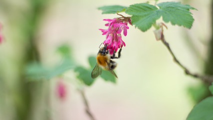 Fleißige kleine Honigbiene sammelt Pollen und Nektar an wunderschönen Frühlingsblüten