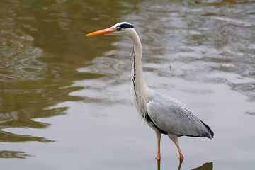 Grey heron, Kamakura, Japan