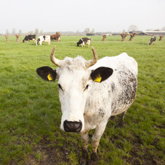black and brown cows in dutch meadow at organic farm in spring