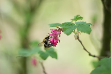 Fleißige kleine Honigbiene sammelt Pollen und Nektar an wunderschönen Frühlingsblüten