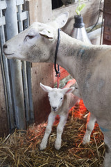 newborn lamb on straw under red light of heat lamp and ewe