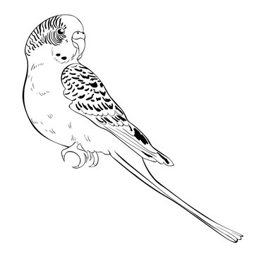 coloring  wavy parrot  sits.  illustration 