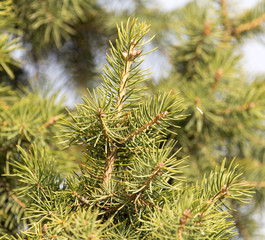 green fir tree in nature