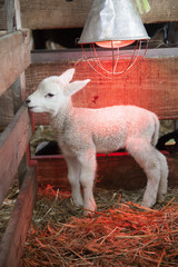 Obraz premium white lamb under heat lamp in barn of organic farm in holland