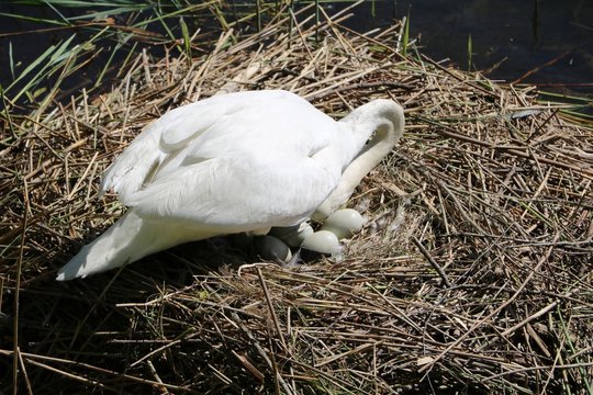 White swan turns eggs in nest, River Ticino Italy 