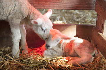 Obraz premium two newborn lambs on straw under red light of heat lamp
