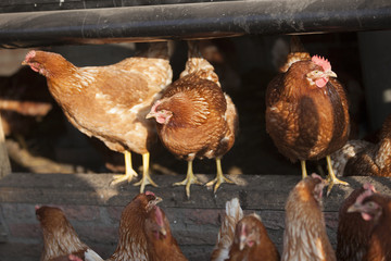 brown chicken on organic farm in poultry barn