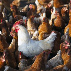 brown chicken on organic farm in poultry barn with white rooster