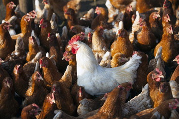 brown chicken on organic farm in poultry barn with white rooster