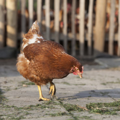 brown chicken on organic farm roams freely