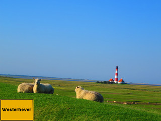 Gelbes Schild Westerhever