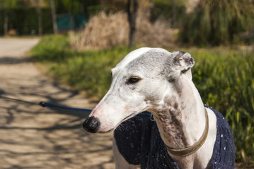 Galga Española