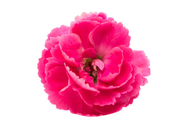 pink carnation