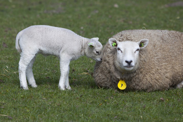Obraz premium ewe lies in grass of meadow with lamb sniffing mother